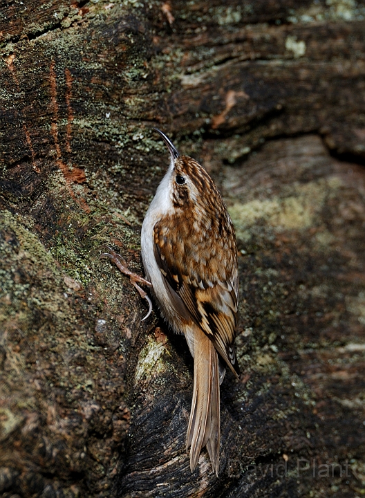 Treecreeper - B.jpg - Treecreeper - Forest of Dean